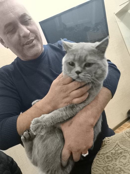 Вязка скотиш страйд