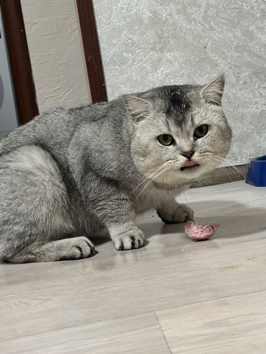 Продам породистых котят