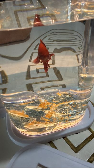Қызыл әдемі аквариум балығы (Betta)