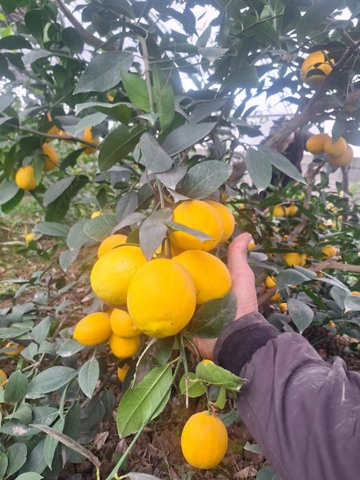 Лимон мандарин апельсин.