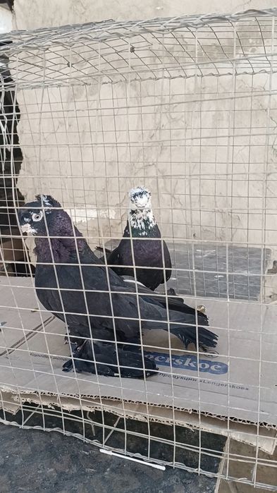 Голуби пискуны гульсары
