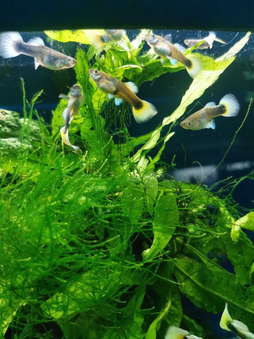 Аквасалон,, Ковчег " живородки