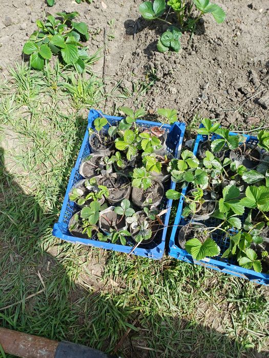 Продам рассаду клубники.