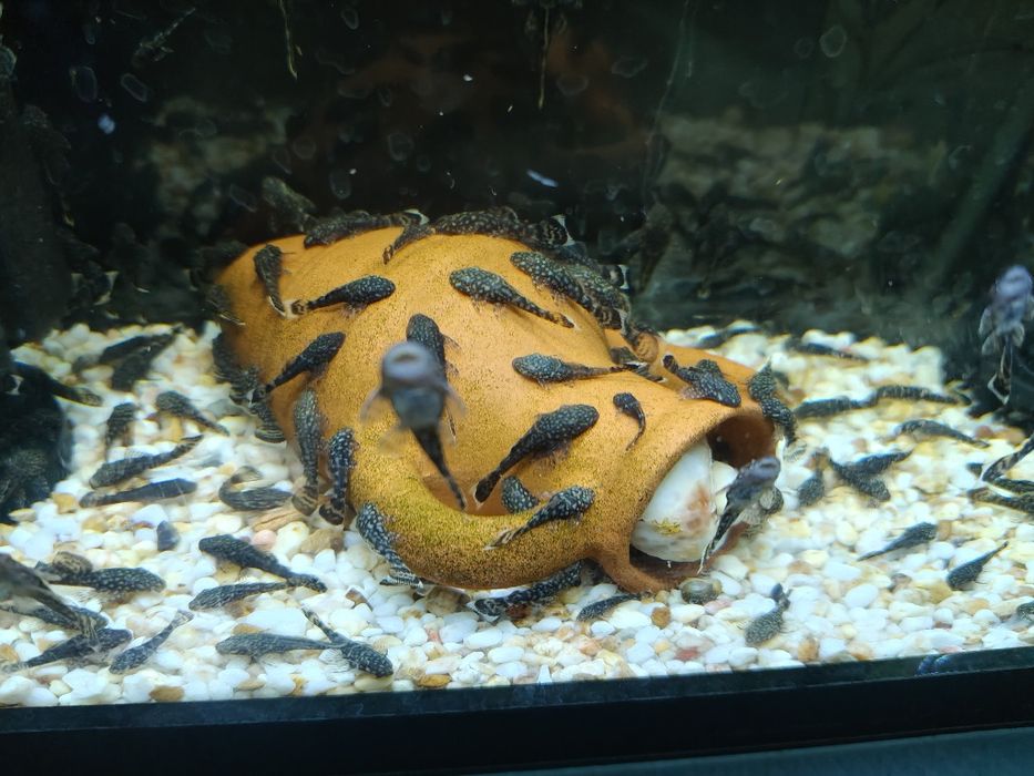 Сомчета Анцитруси