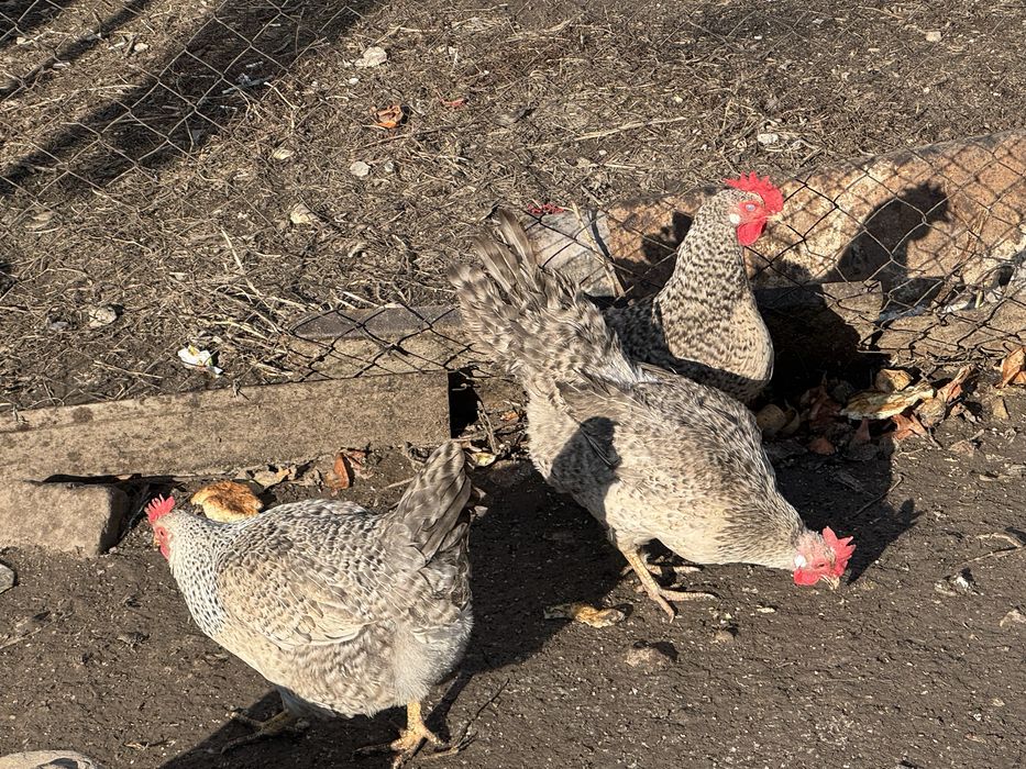 Инкубацонные  яйца Барковскы барыиста