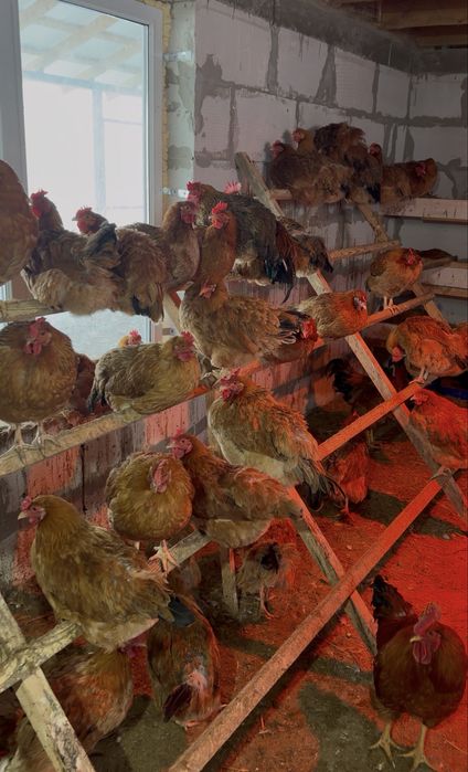 Инкубационные яйца Кучинский