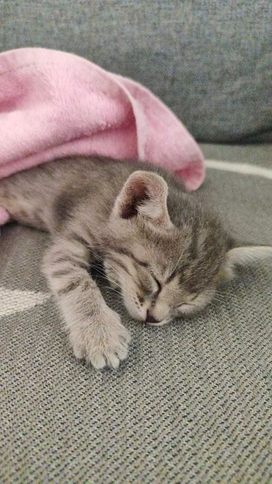 Котенок в добрые руки