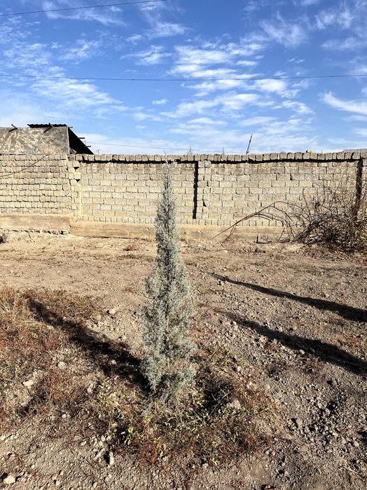 продаются ёлки,арча сотилади