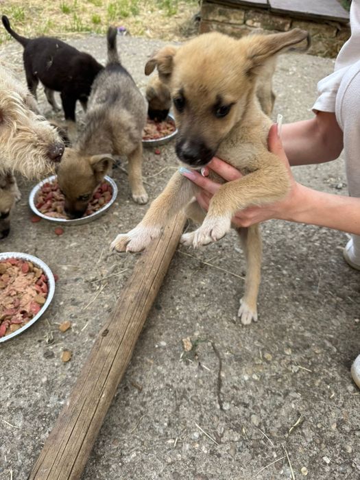 Donez cățeluși abandonați