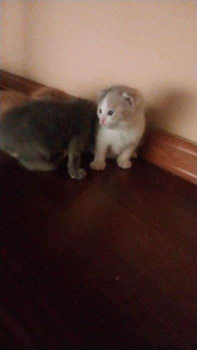 Кошечки ждут вас