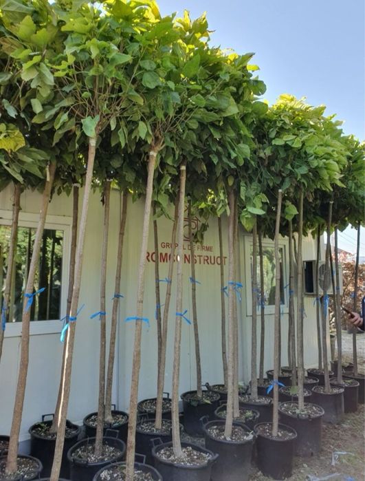 Prunus pissardii ,catalpa ,platan ,tei ,mesteacăn