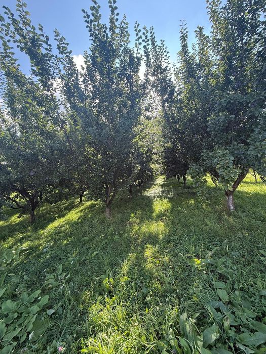 Prune de vânzare!