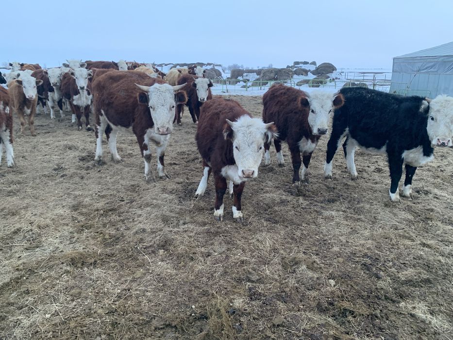 Продам КРС  обши сатылады