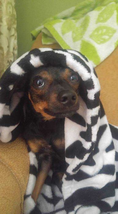 Пропала собачка вознаграждение