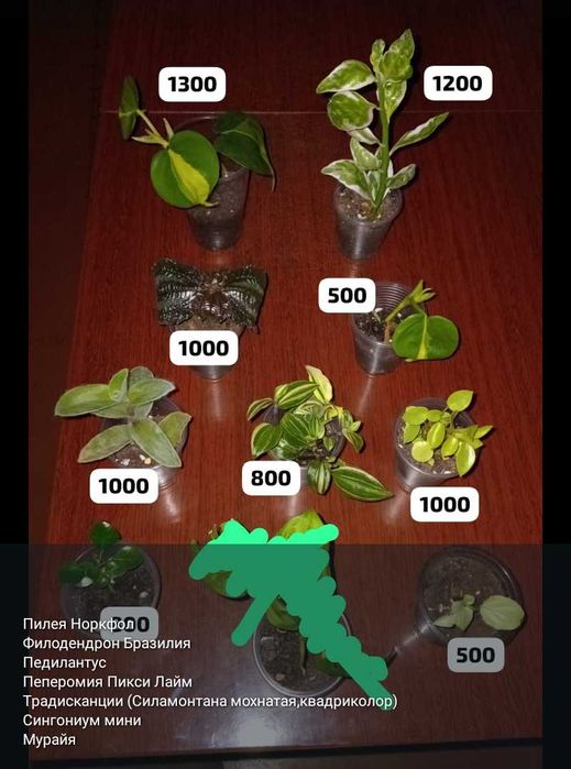 Разные комнатные растения