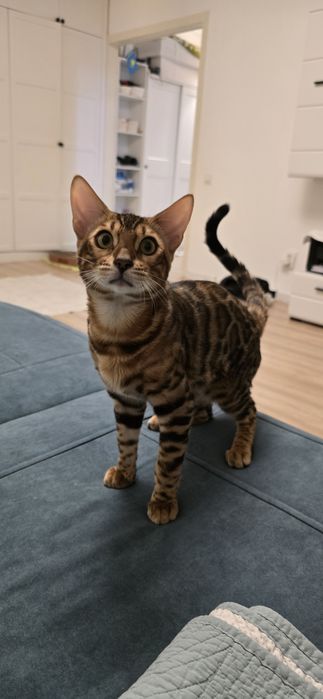 Бенгал на взяку. Ищем невесту. Не коммерция