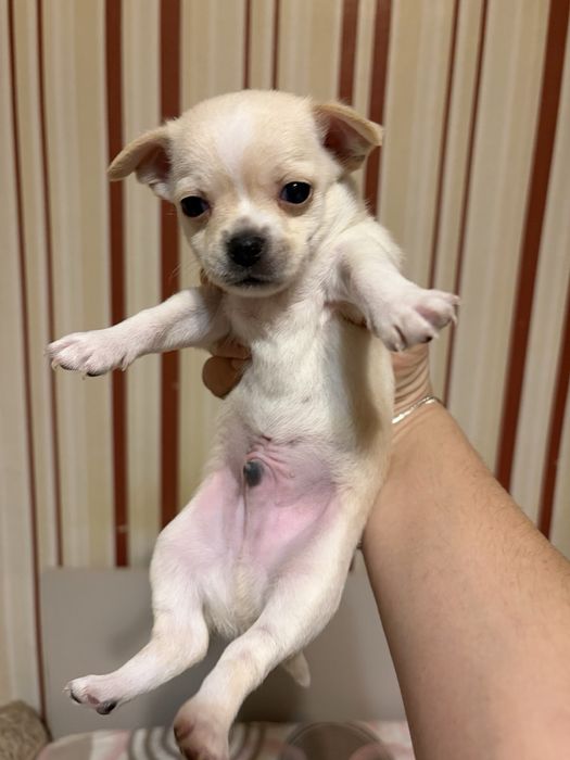 Мини чихуахуа…….
