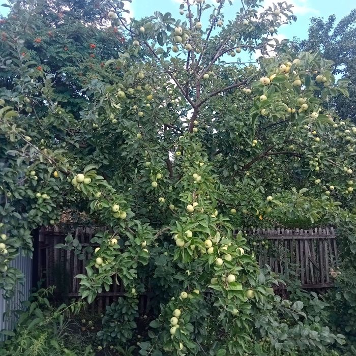 Продам дачу ст "Ромашка"