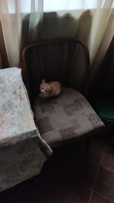 Котята 1.5 месяца