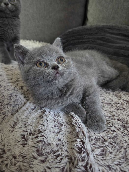 Pui British Scottish Fold