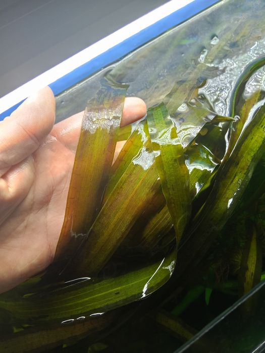 Аквариумные растения