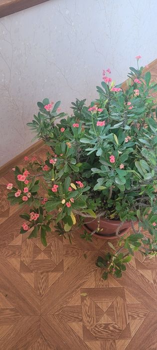 Gullar ,  Домашний Цветы