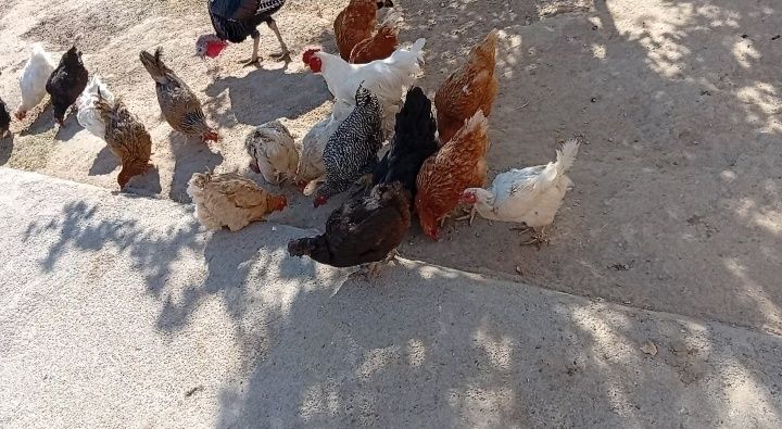 Индюки продоётся
