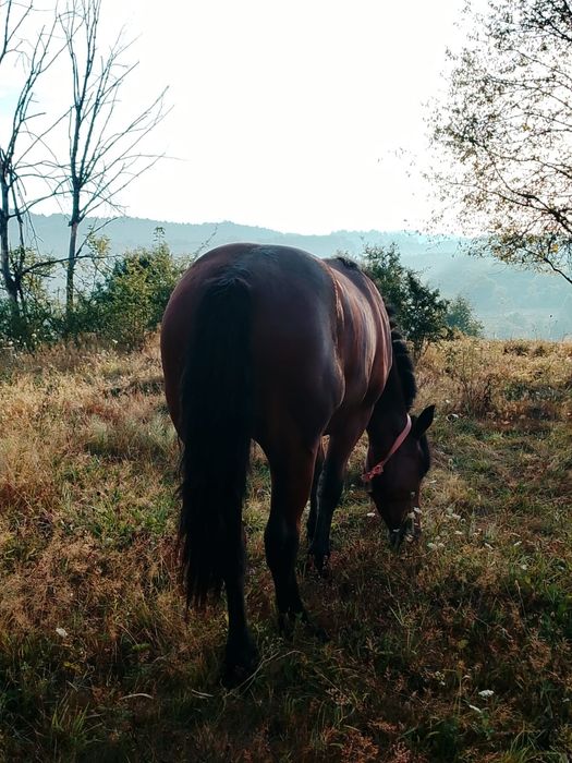 Vând mânză de 2 ani