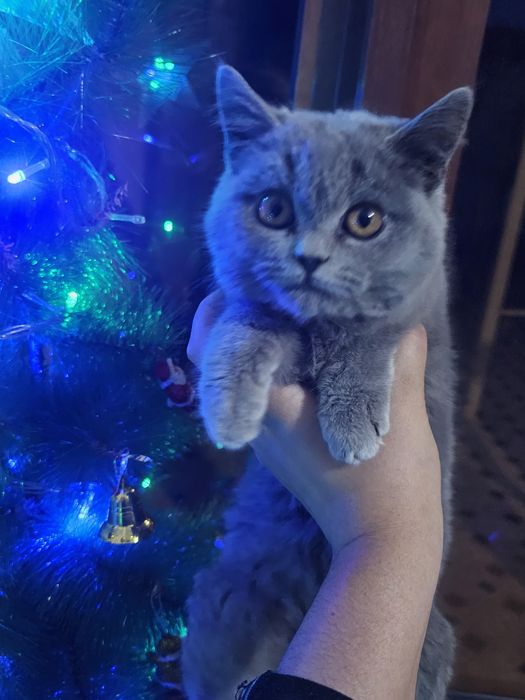 Котёнок продаётся  50 $