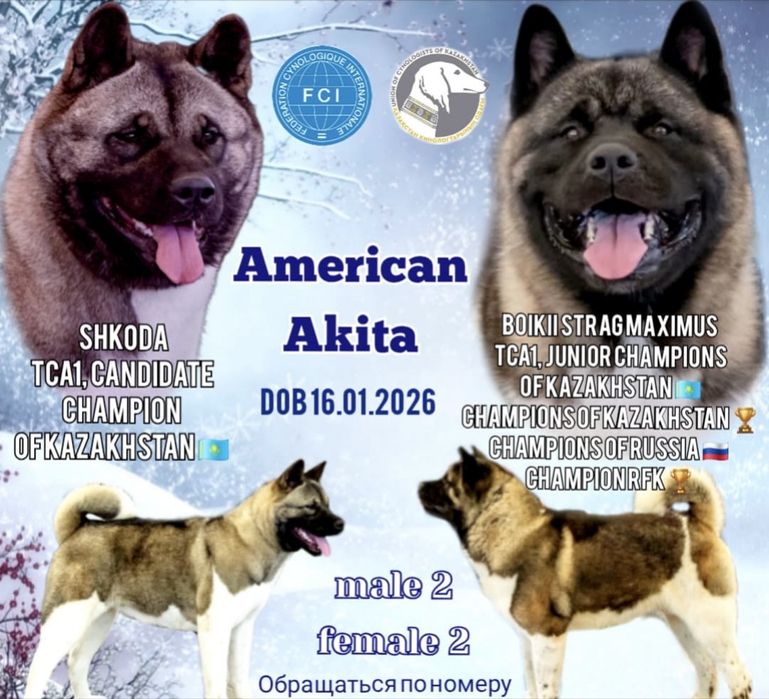 Американская Акита