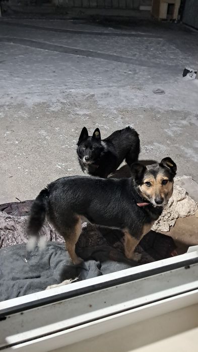 собака,трёхлапая потерялась