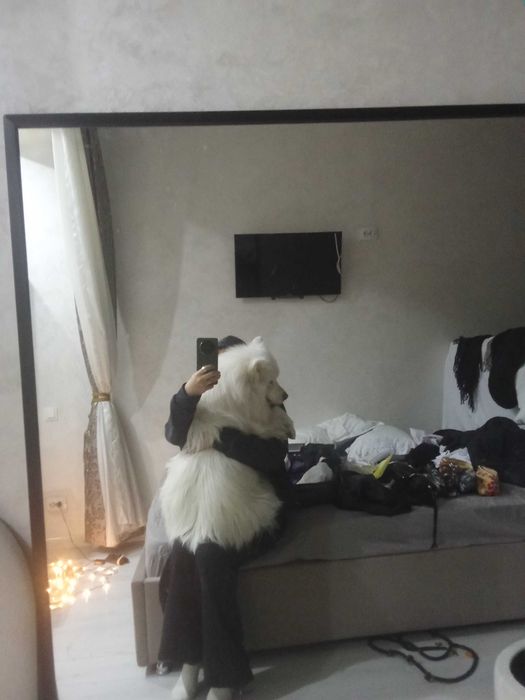 Самоедская Лайка