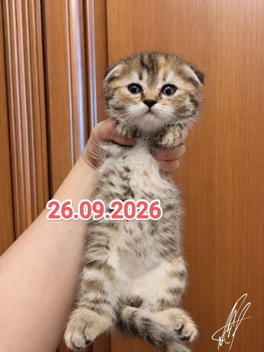 Вислоухие Шотландские котята