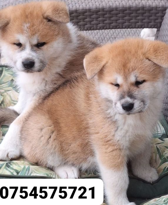 Catelusa Akita Inu