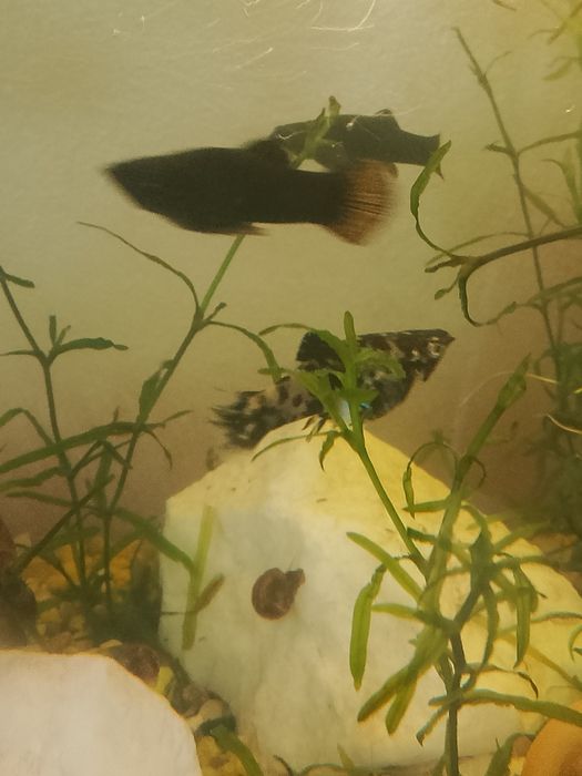 Vând pui de melcii acvatice Borcanul cu creveti