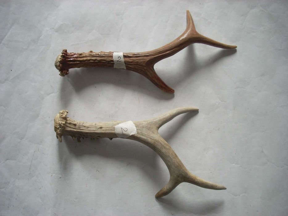 Coarne de Caprioara - Caprior