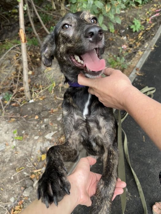 Щенок - подросток, мальчик Джонни .