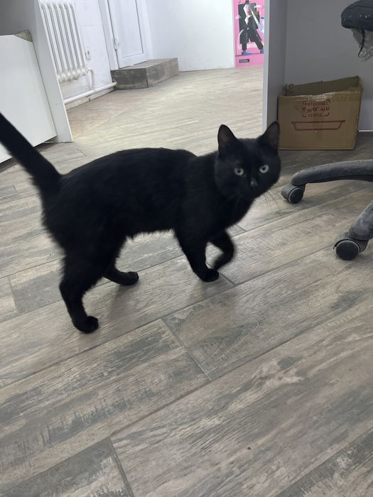 на озон забежал кот