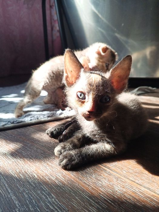 Котенок сфинкс брашик