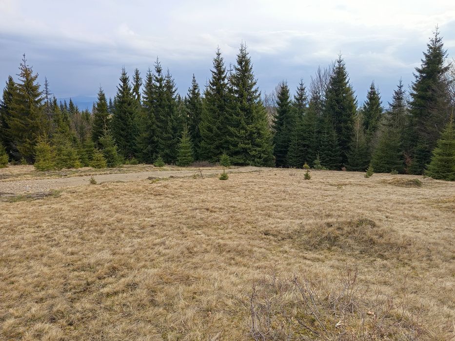 TEREN Tihuța /  jud BN 960 Euro/ar