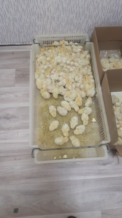 Бройлеры цыплятой несушки