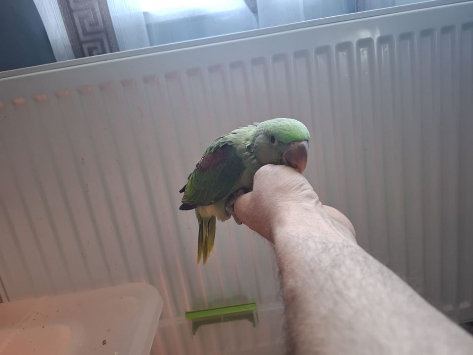 Pui blanzi marele Alexandru