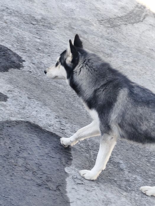 Srochni sotiladi bugun ertaga Xaski .Haski  it sibirskiy xaski qiz bol