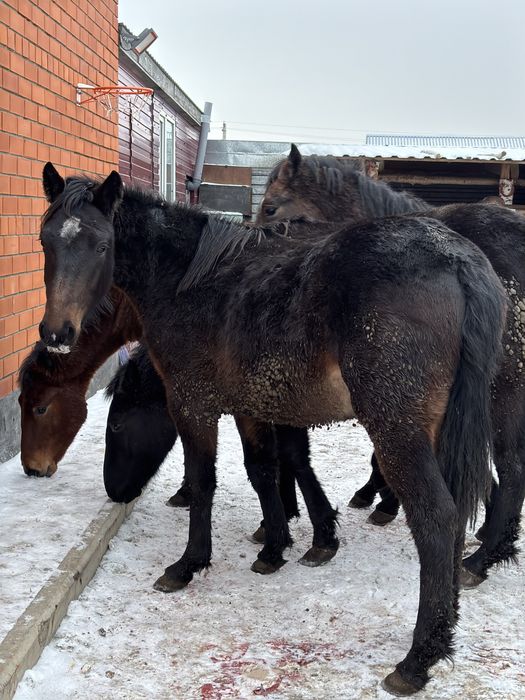 Скотовоз 4.20 с трапом