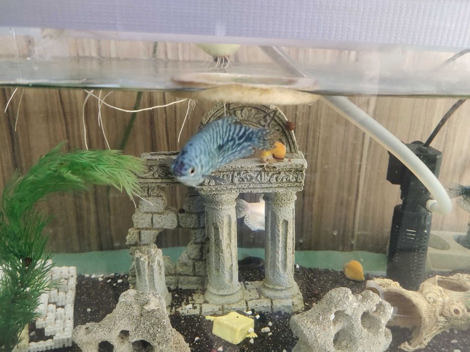 Аквариум с рыбками