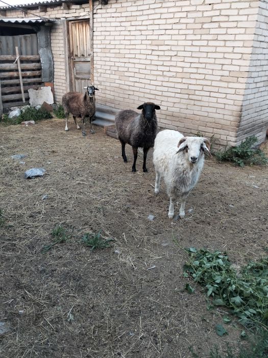 Продам барана  с откорма