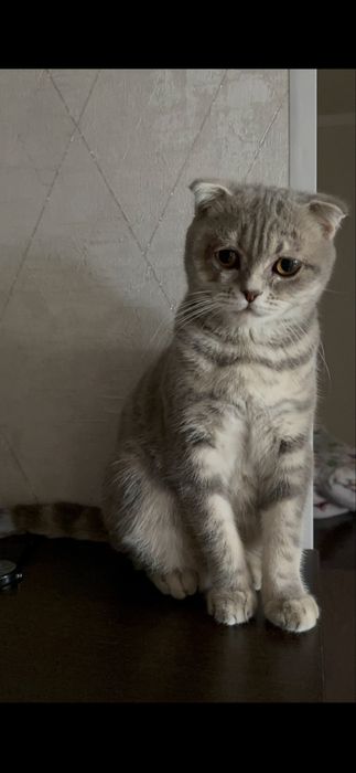 Кошка британский