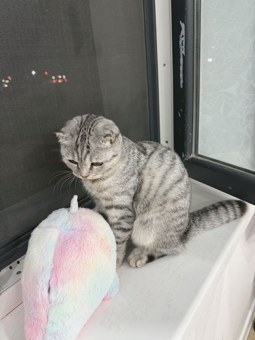 Шотландский вислоуха