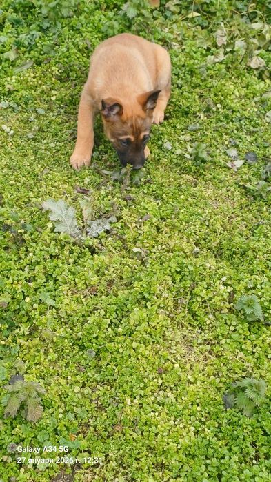 Мъжки малиноа налични 2 бр.