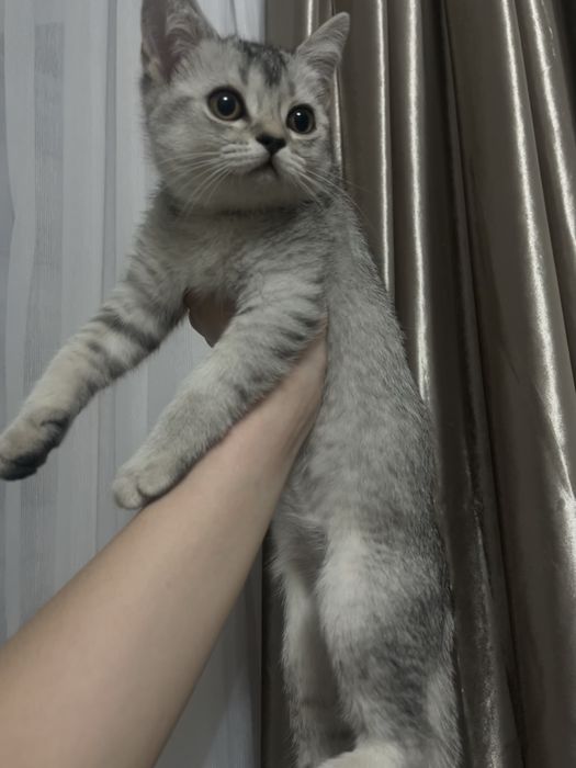 очаровательный скоттиш страйт